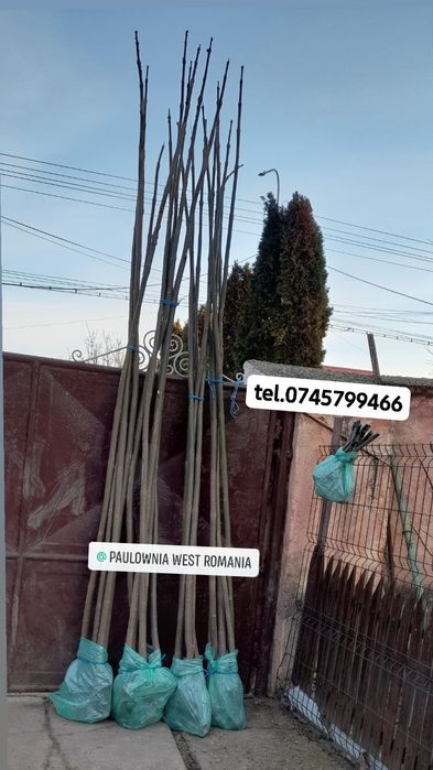 Copăcei și butași Paulownia, creștere rapidă, 3-5 m/an