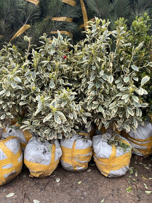 Продам саженцы оптом