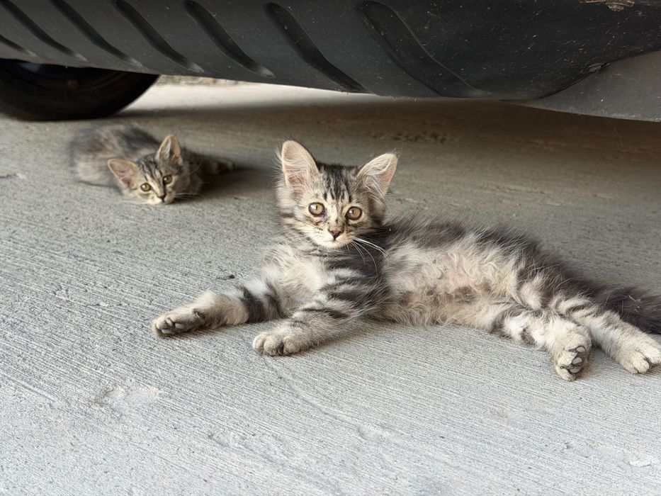 Котята ищут новый дом