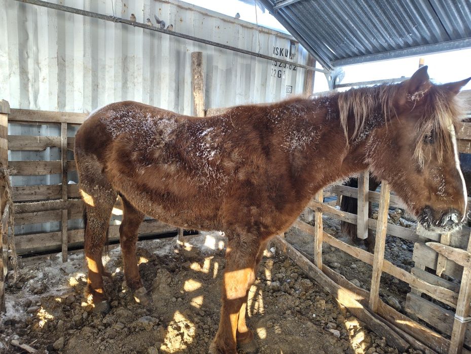 Продается кобыла