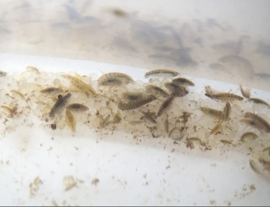 Hrana vie gammarus
