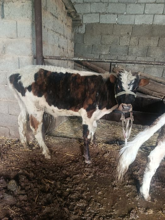 Буқалар сатылады