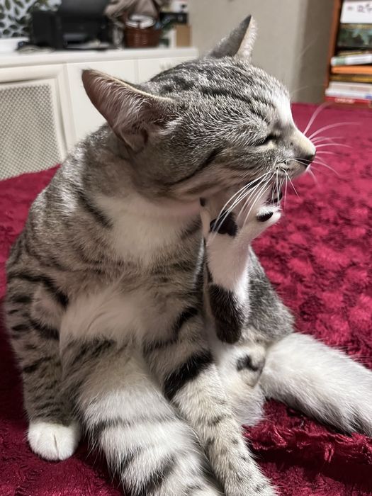 Ласковый котик ищет дом