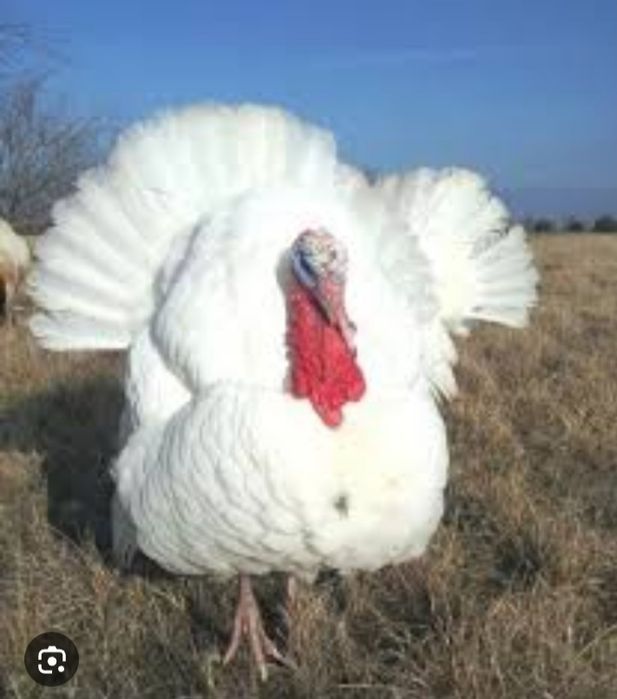 Бек  6 курка жужалари