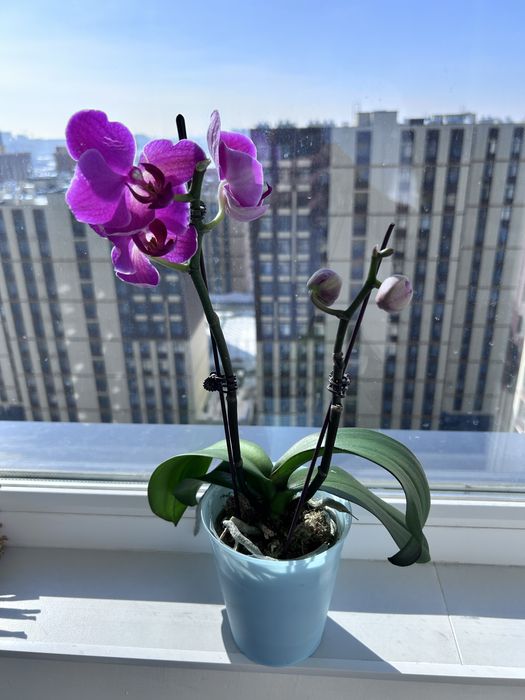 Продам фаленопсис орхидея