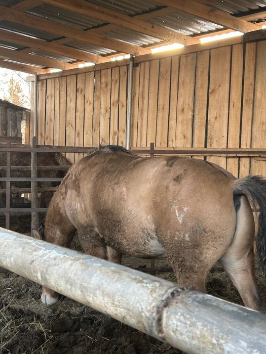 Мұғалжар құнан ..