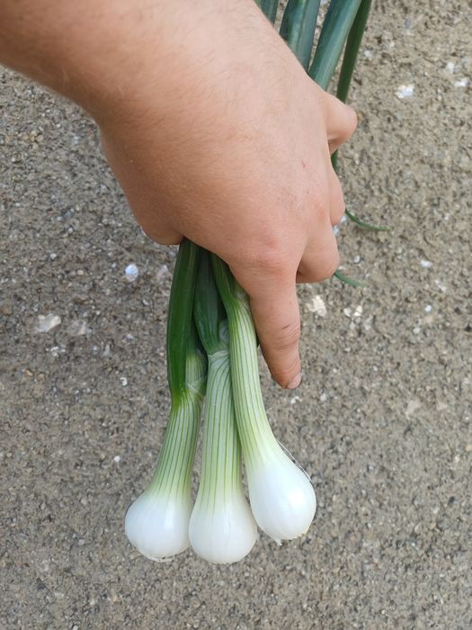 Vând ceapa verde la legătură