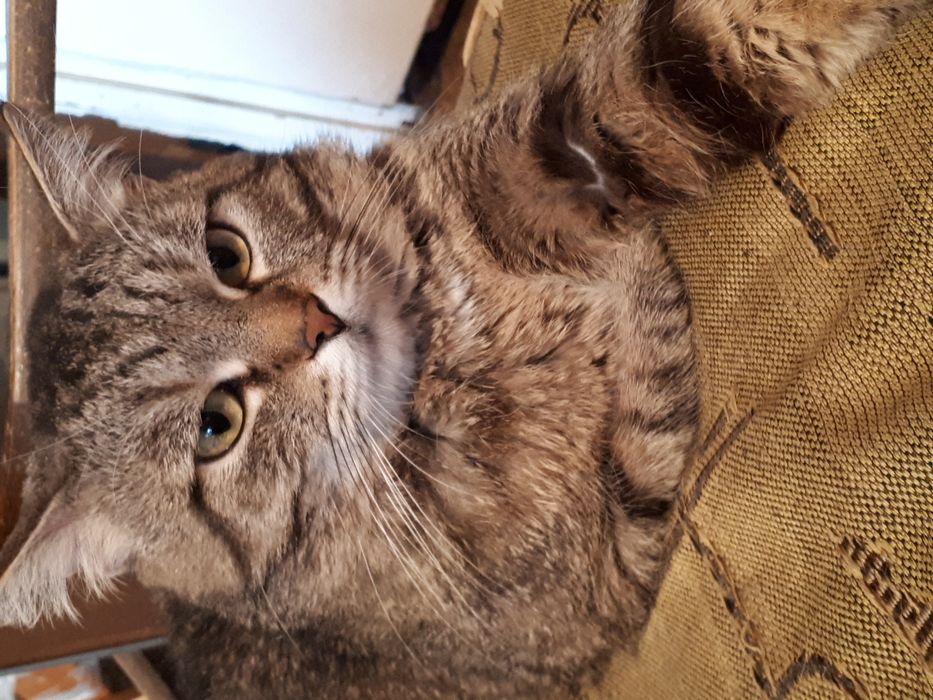 Вязка кота  срочно