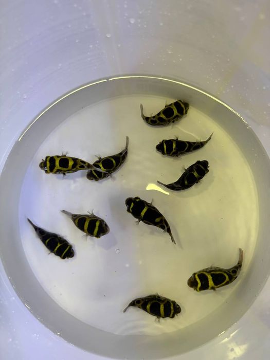 Akvarum va baliq magazin