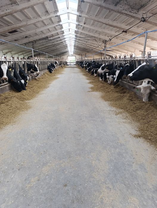 Искуственное осеменение КРС