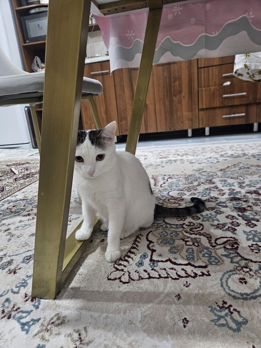 Турецкий ван кошка бесплатно.