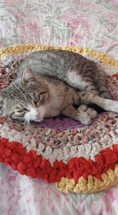 Пропал кот полосатый серого цвета