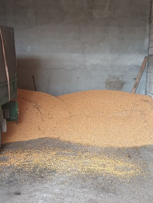 Porumb boabe recolta și 2024 și 2025