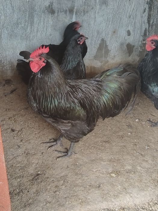 Cocos Australorp