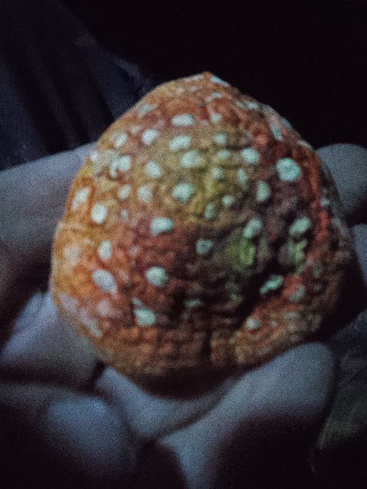 Продам шляпки грибов