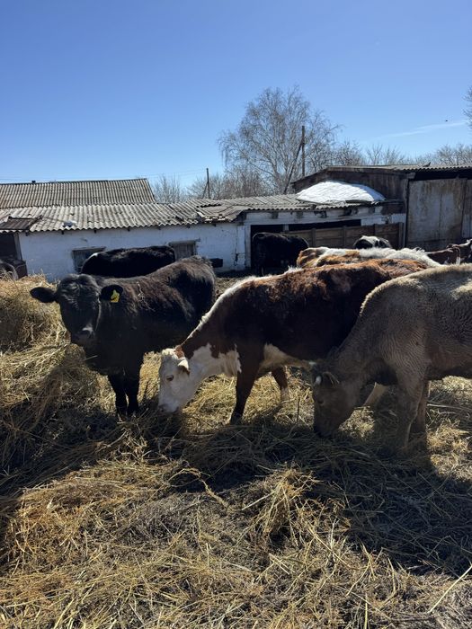 Продам коров с телятами