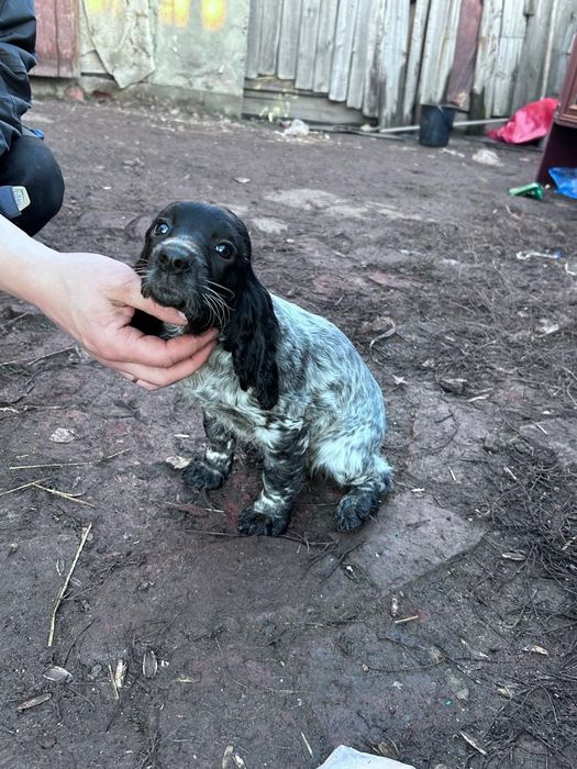 Щенки русской спаниэль