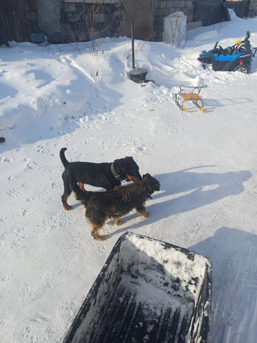 Щенки немецкий ягтерьер