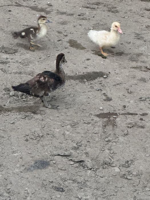 Boboc de rata muta