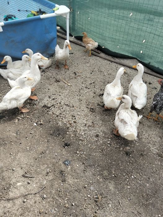 Rațe bune de carne și de ouă 50 RON bucata preț foarte bun