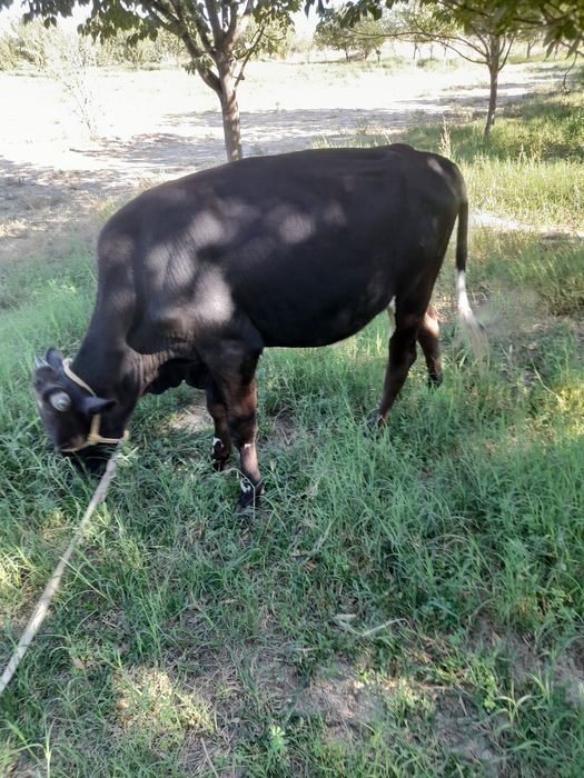 Xukizlar sotiladi soni 10 dona