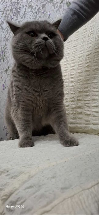 Кот, British stright