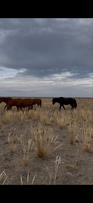 Жас жігіт сиқырды сорып, киска жалайды