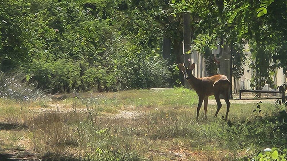 Продава се Парцел в с. Щипско, Област Варна - 3186 кв.м за 5 €/кв.м - Снимка #5