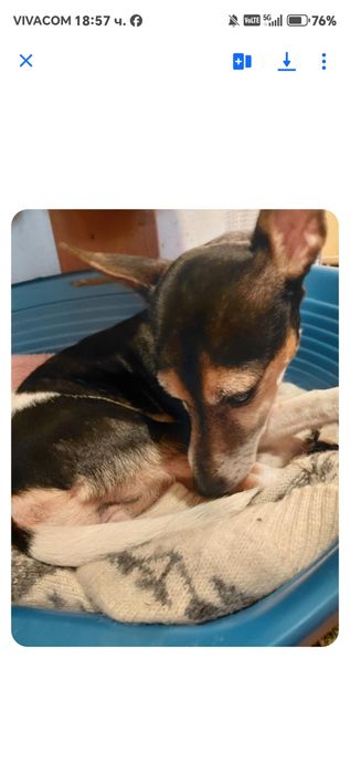 Търся грижовни стопани на пинчерче