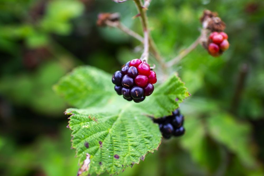 Продам Canon EOS M