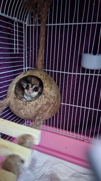 Veverițe zburătoare sugar glider