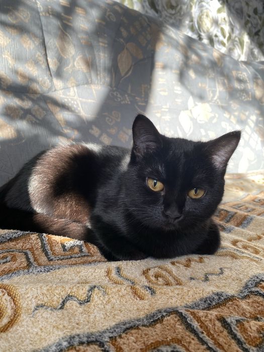 Отдам кошечку в добрые руки