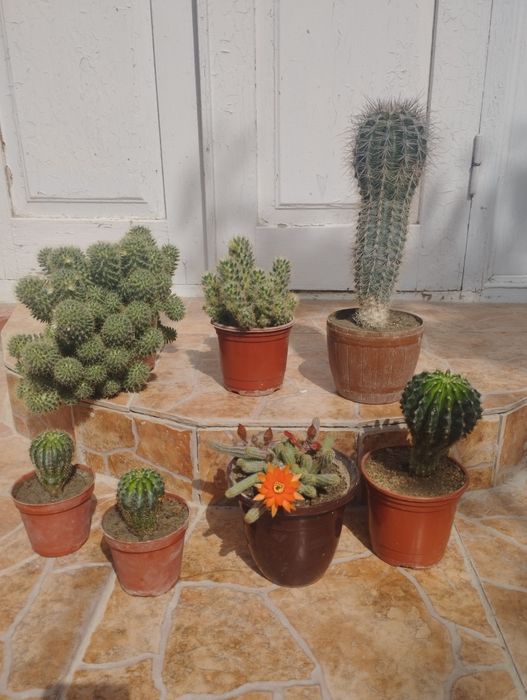 Продаются кактусы