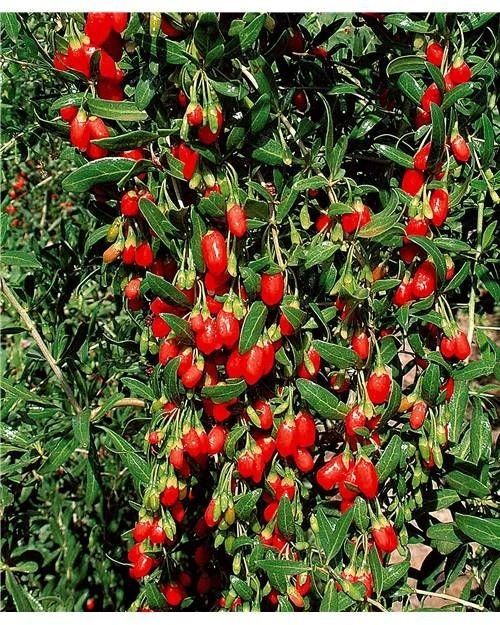 Arbuști Fructiferi (Goji )