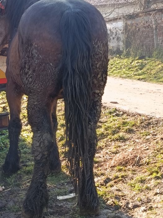 Cal castrat de 5 ani  1,70 înălțime . iapă de 4ani  ,,1.65 înălțime