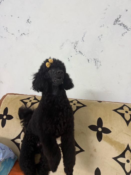 Малый пыдель караганда