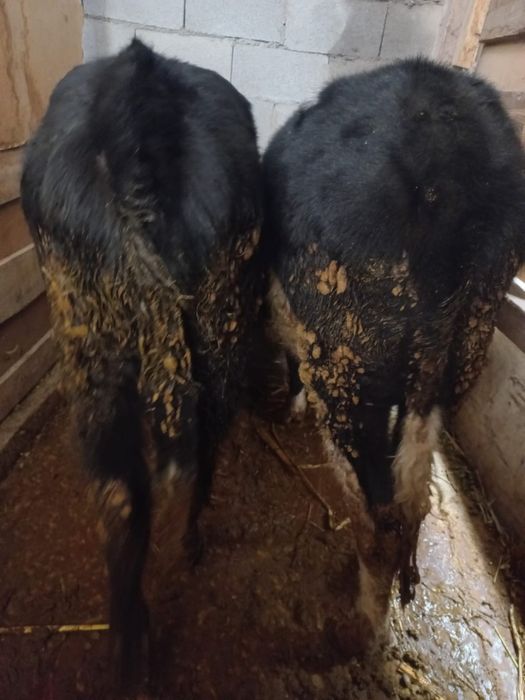 Бычки продам бычки