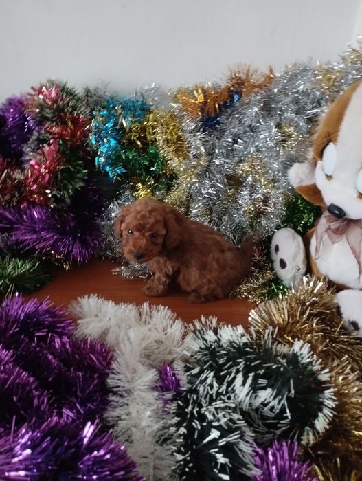 Той Пуделчета  Toy Poodle.