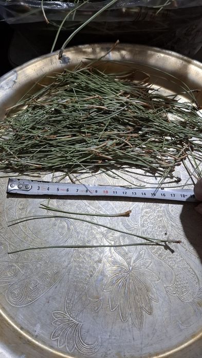 Иголки сосновые для плетения