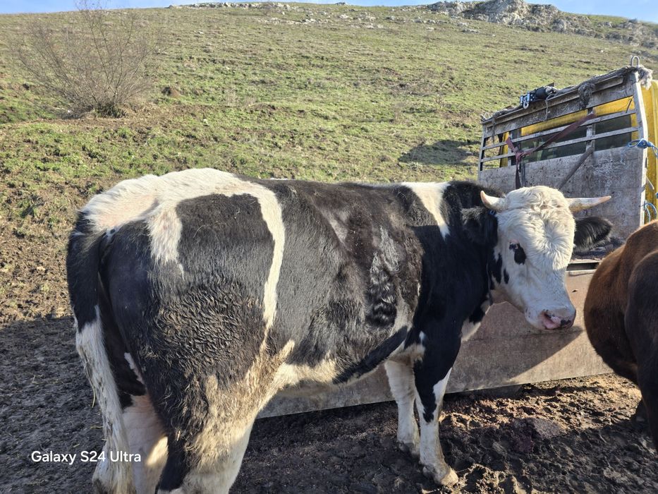 Бик за продаване