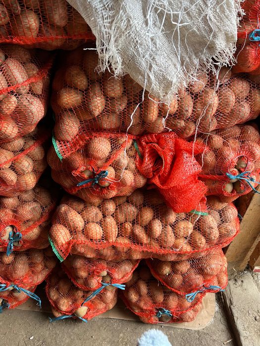 Vand cartofi alb si rosu  Bella Rosa