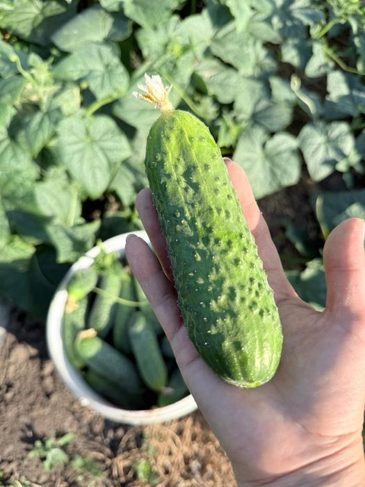 Продам местные огурцы с поля (г. Актобе)