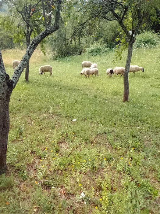 Trei oi de vanzare