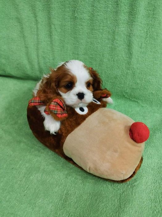 Шикарные девочки Кавалер Кинг Чарльз спаниель