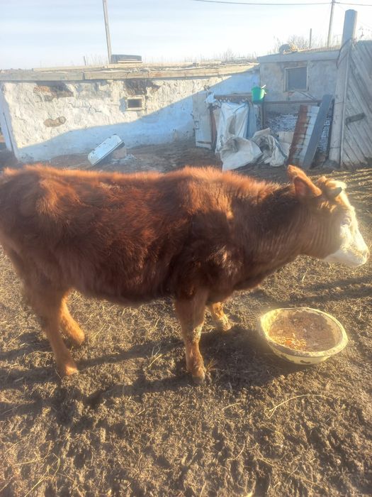 Телка двухгодоловая