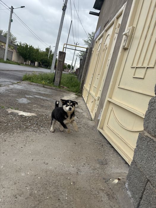 Щенок хаски полтора месяца