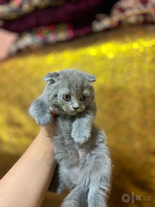 Чисто кровные котята