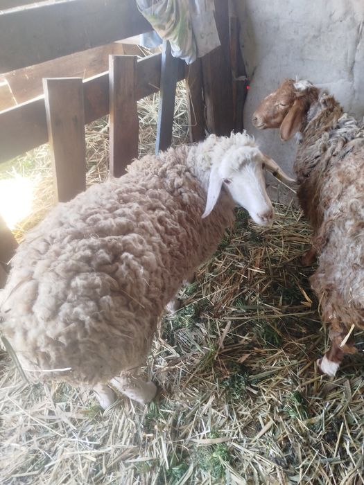 Бордақы қой сатылады