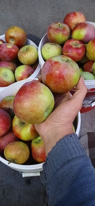 Яблоки крупные  домашние с дерева