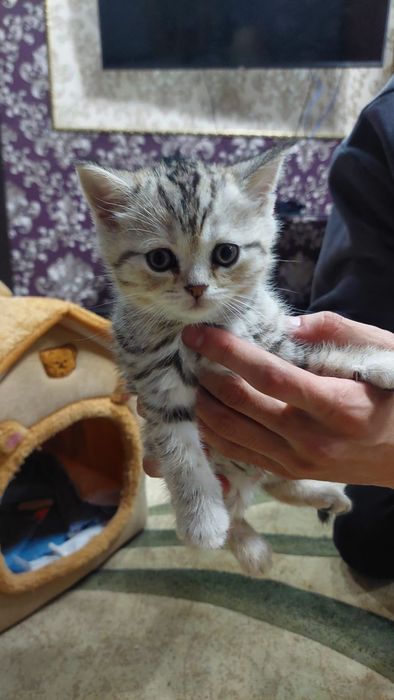 Шотландские котята